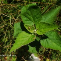 <i>Sida cordifolia</i>  L.